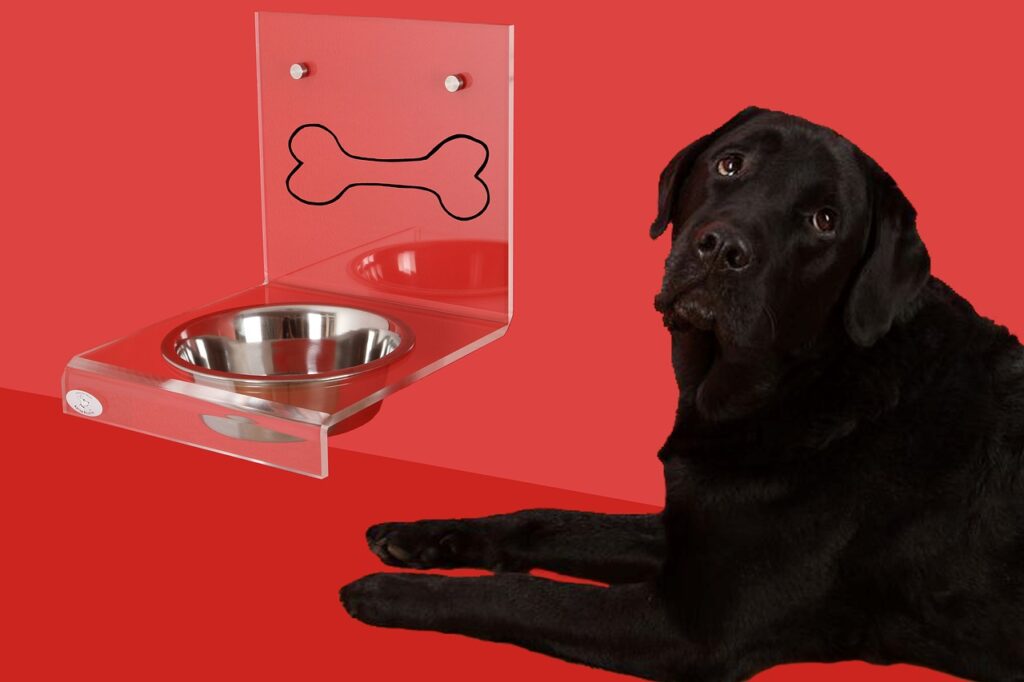 dog bowl, dog, labrador-2006373.jpg
