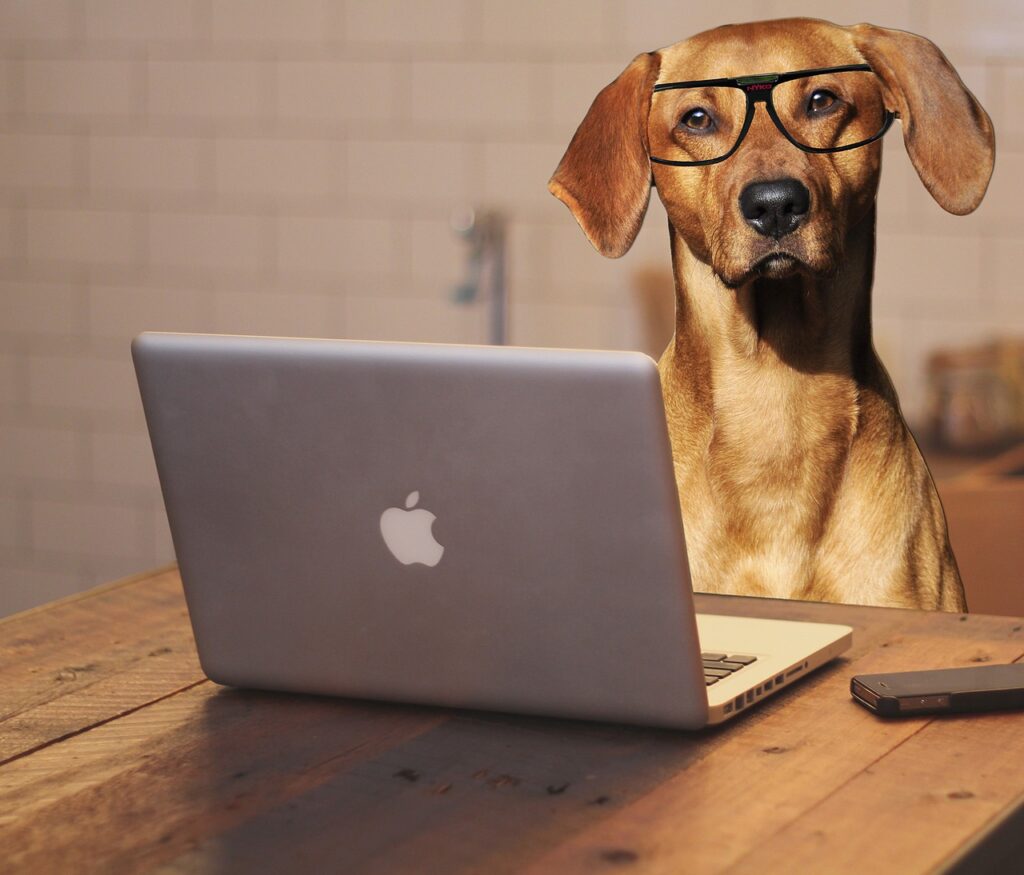 dog, laptop, computer-2983021.jpg
